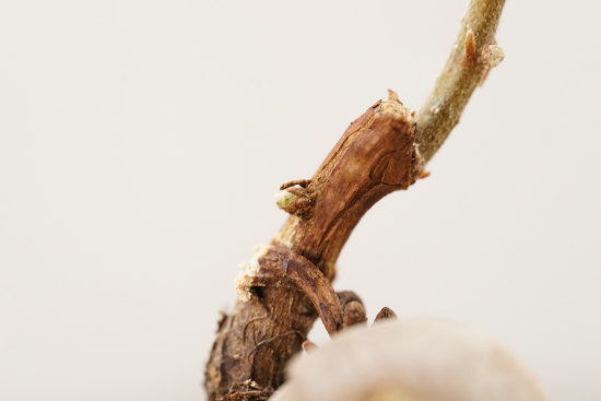 くぬぎの芽が成長している様子