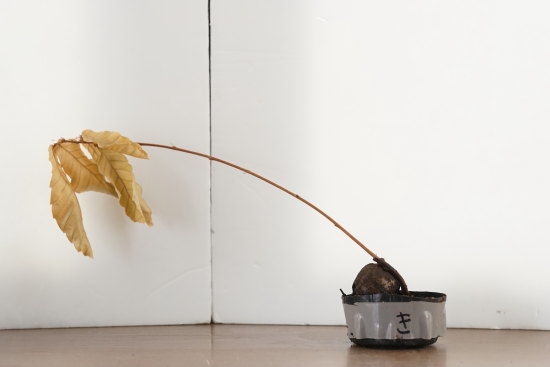 くぬぎの苗が枯れてしまった様子