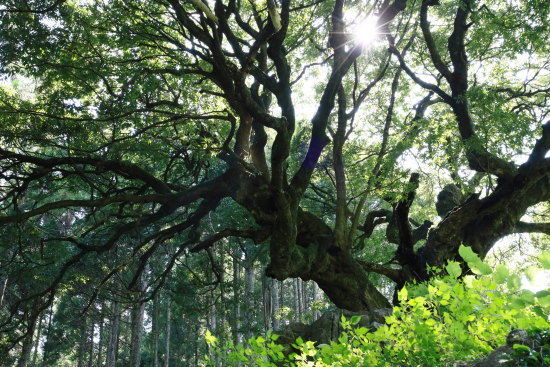 光条の位置を３分割の位置へ