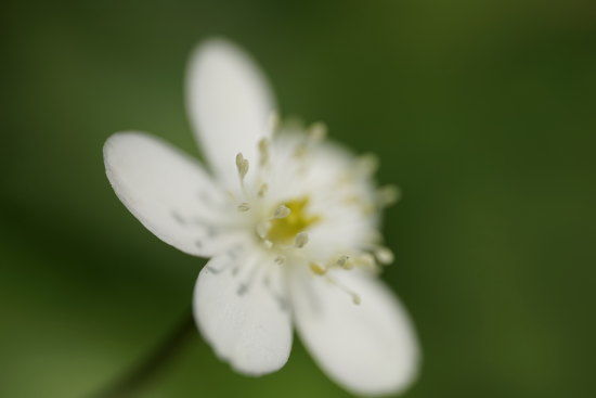 シグマ  105mm F2.8 DG DN MACROで山野草を撮影