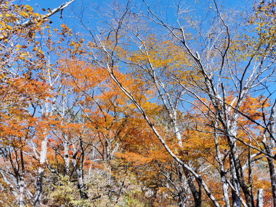 青空と紅葉