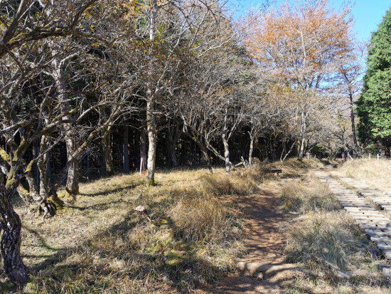 小草平は大きなベンチが２つ