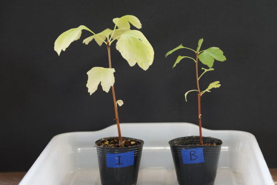 イチョウの葉を小さく育てる