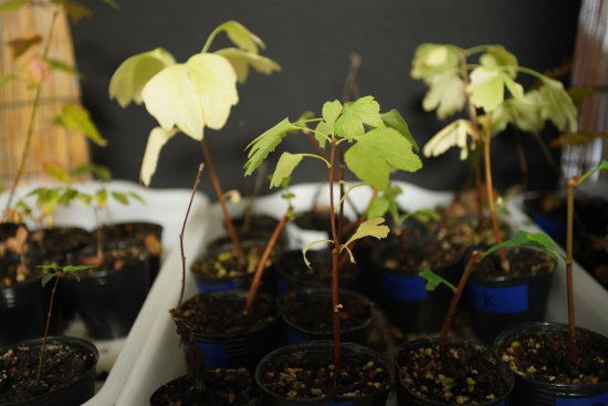 イチョウの下の葉の黄葉