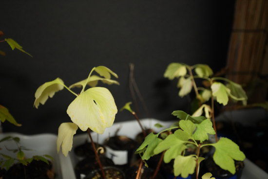 イチョウの黄葉と緑のままの葉