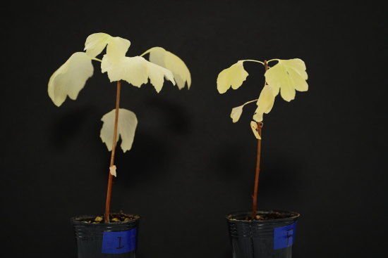 イチョウが黄葉した