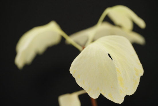 薄い黄色の黄葉　イチョウの葉