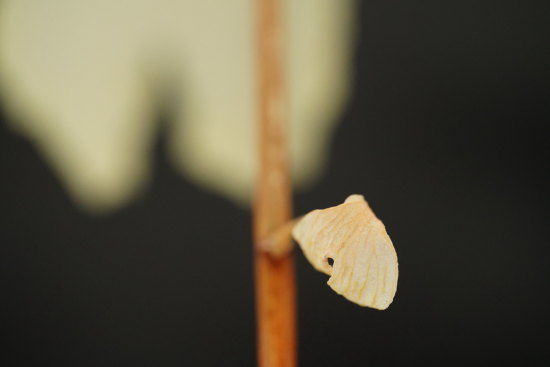 枯れたイチョウの葉