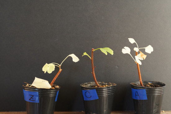 グリーンの葉っぱのイチョウ