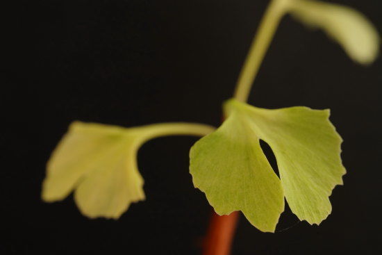 グリーンも少し黄色い