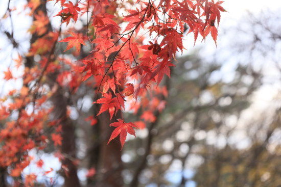 赤く紅葉したもみじ