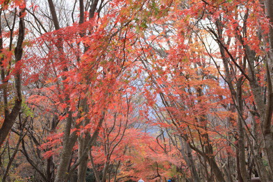 紅葉したもみじのトンネル