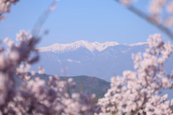 桜満開】高遠城址公園へ撮影散歩～2023年さくら祭り～アクセスから駐