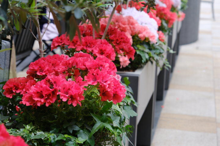 ASTIA:ソフト