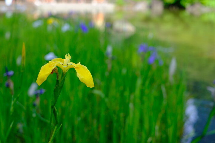 Velvia:ビビッド