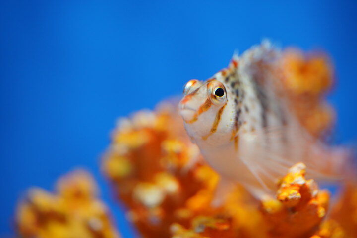 目が特徴的（しながわ水族館）