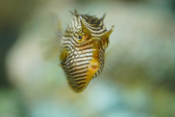 こちらに向ってくる魚（しながわ水族館）