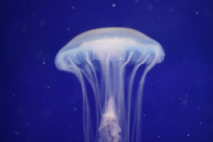 別の種類のクラゲ（しながわ水族館）