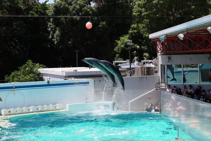 イルカ２頭の息のあったジャンプ（しながわ水族館）