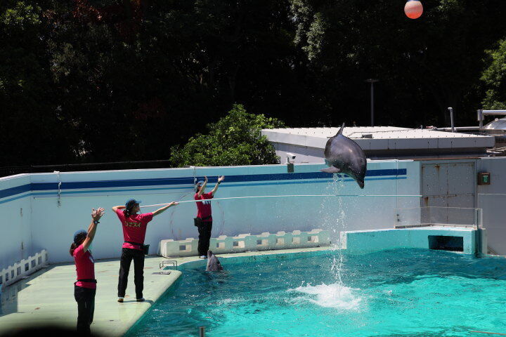 イルカの棒高跳び（しながわ水族館）