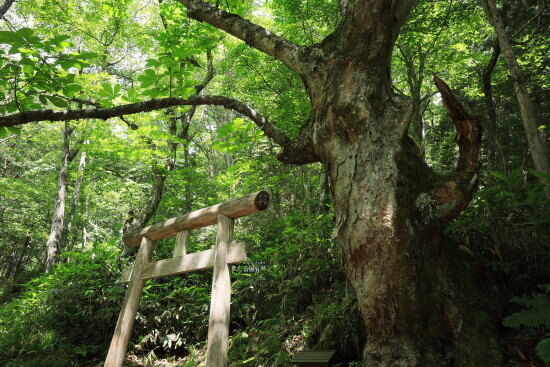 山の神の巨樹