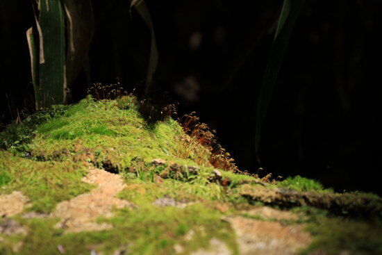 苔の胞子体