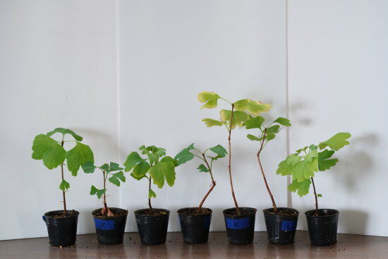 イチョウの木 小型観葉植物 Amazon.co.jp: 盆栽妙 イチョウの大木 銀杏 観葉植物 鉢植え 紅葉