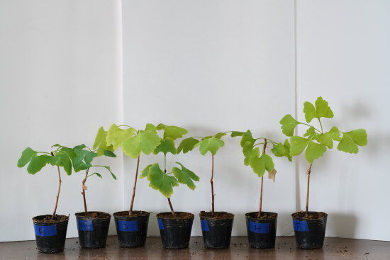 イチョウの木 小型観葉植物 95ead39b34c66044d4c1f27dc579a0