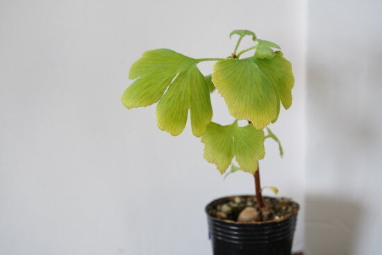 イチョウの木 小型観葉植物 イチョウの木 小型観葉植物 V118449829 卸売 通販