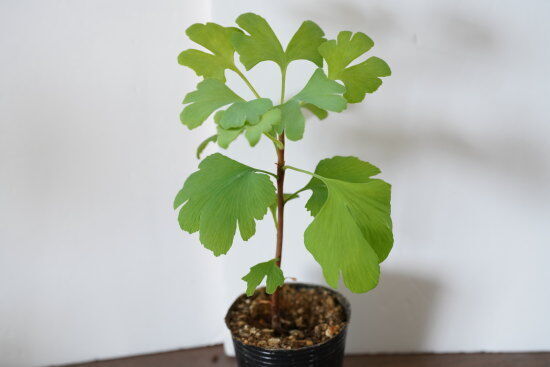 イチョウの木 小型観葉植物 イチョウの木 小型観葉植物 V118449829 卸売 通販