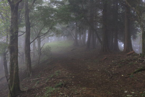 ガスがかかった大倉尾根登山道