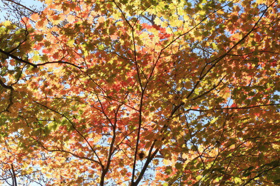 綺麗に紅葉していました