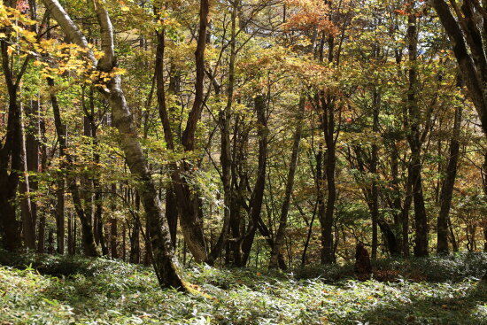 紅葉と緑の笹のコラボ