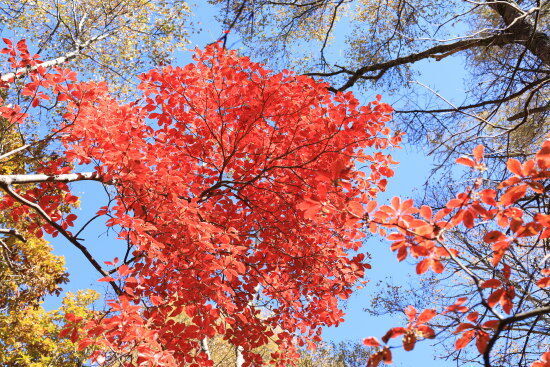 空も青く、紅葉も映えます