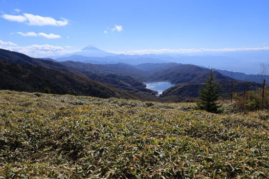笹越しの大菩薩湖