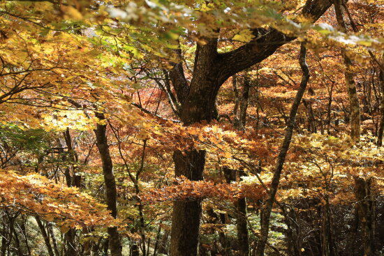 下山は紅葉に包まれました