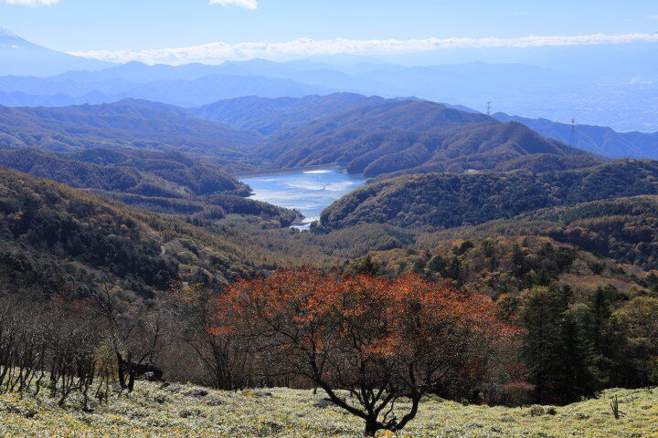 笹の中に紅１本