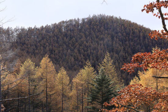 隣の山もカラマツ林です