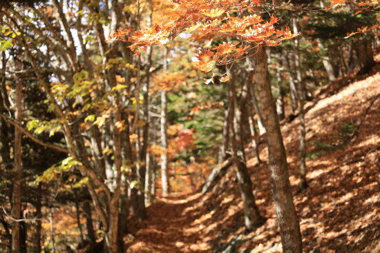 彩り豊かな登山道