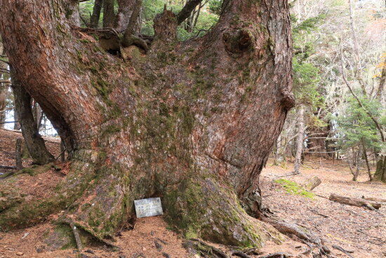 樹齢300年のカラマツ