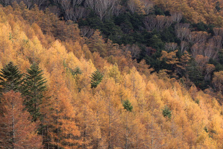 カラマツの黃葉した山肌