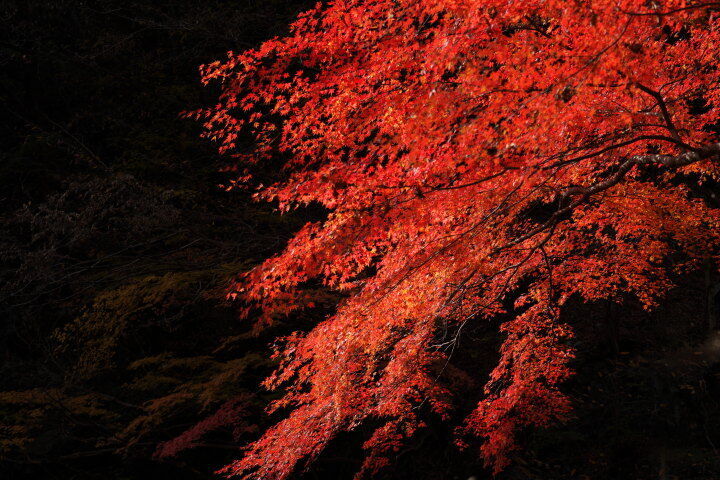 川苔山のもみじの紅葉