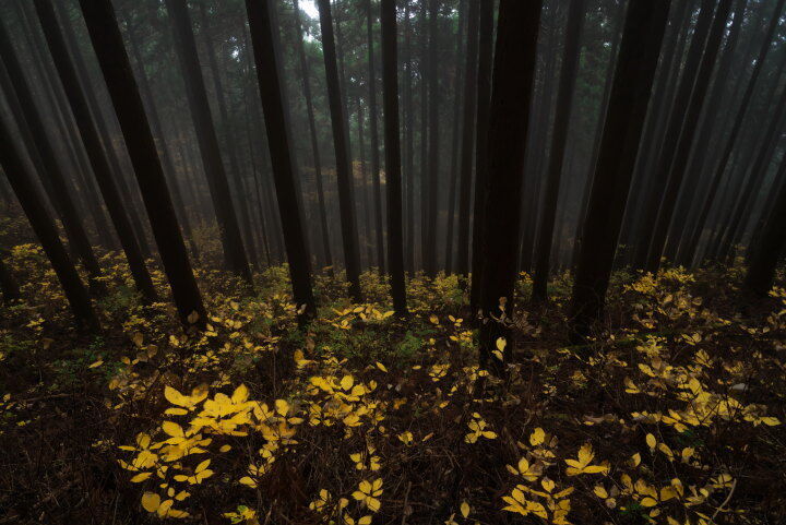 コアジサイの黄葉（川苔山～鳩ノ巣駅）