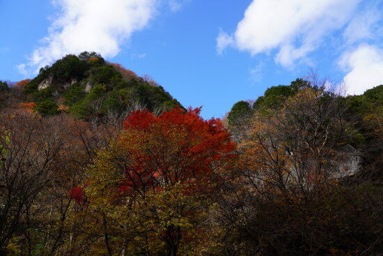 川苔山への登りで見上げると赤い紅葉