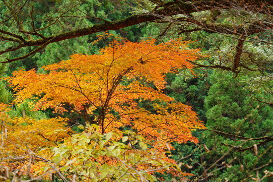 下の方は紅葉が綺麗でした