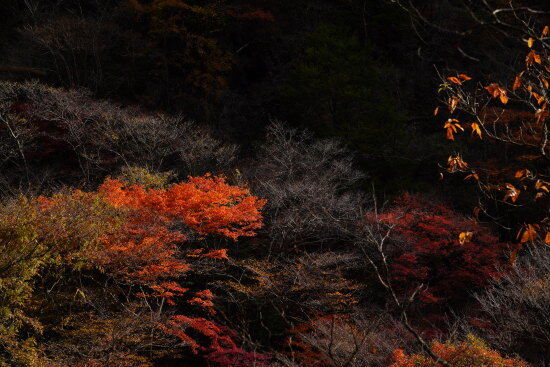 赤い紅葉