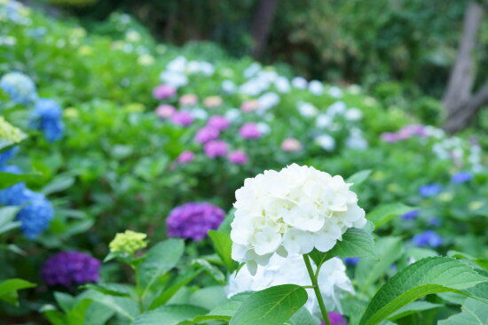 花はまん丸のアジサイは園芸種