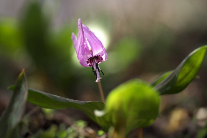 カタクリの花