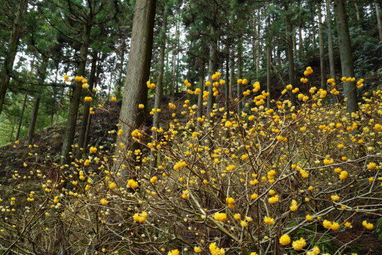 ミツマタの花の季節