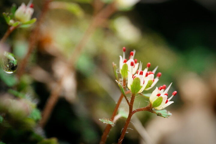 ハナネコノメの花